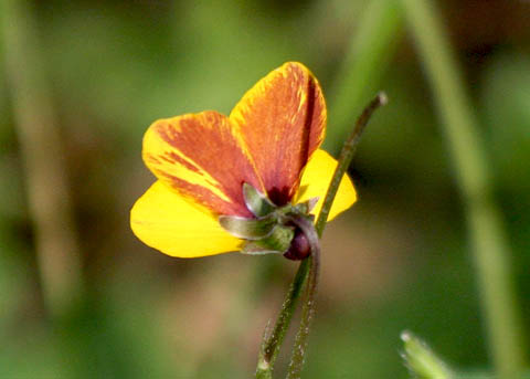 California Golden Violet (Johnny-Jump-up), Viola pedunculata